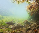 Fische geben wertvolle Hinweise darauf, wie es den Gewässern geht. Die kälteliebenden Äschen spüren die Folgen des Klimawandels und sind in Schweizer Flüssen immer seltener vorzufinden.
© Rainer Kühnis Fische geben wertvolle Hinweise darauf, wie es den Gewässern geht. Die kälteliebenden Äschen spüren die Folgen des Klimawandels und sind in Schweizer Flüssen immer seltener vorzufinden.
© Rainer Kühnis