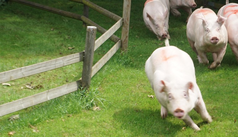 Kein Anlass auf dem Römerhof in Bühl ohne das beliebte Söuli-Rennen. Mit 14,1 Sekunden machte Borsti das Rennen - der Rekord liegt bei unter 10 Sekunden auf 80 Meter.