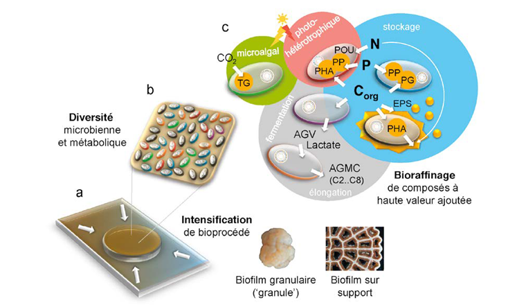 Fig. 2 De l’intensification de biotechnologies environnementales au bioraffinage des ressources des eaux usées. 