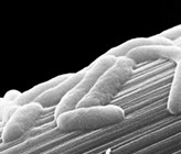 Durch Abwasserreinigung Strom erzeugen und auch einsparen? Mikroben machen es möglich. Im Bild: Shewanella oneidensis MR1 auf einer Kohlenstofffaser bei der anaeroben Atmung. Länge der Mikroben: 1–2 Mikrometer. Durch Abwasserreinigung Strom erzeugen und auch einsparen? Mikroben machen es möglich. Im Bild: Shewanella oneidensis MR1 auf einer Kohlenstofffaser bei der anaeroben Atmung. Länge der Mikroben: 1–2 Mikrometer.