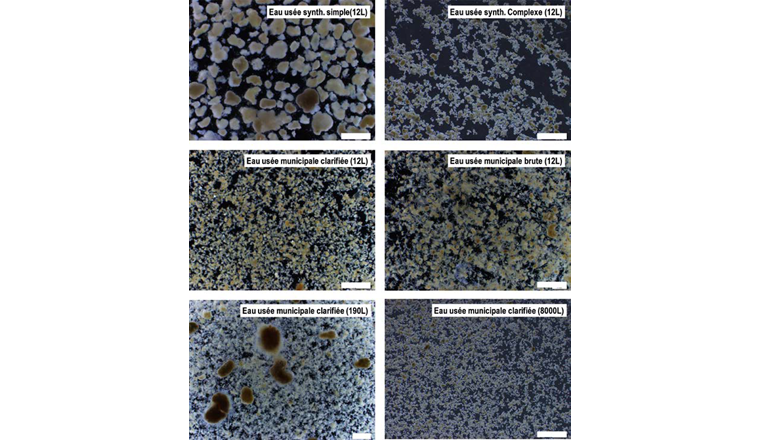 Observation au stereo-microscope de boues granulaires aérobies formées lors du  traitement de différentes types d’eaux usées: (1) eaux usées synthétique simple,  (2) eaux usées synthétique complexe, (3) eaux usées municipale brute et (4 à 6) eaux usées municipales clarifiées. Les observations sont effectuées sur des SBR après 10 mois d’opération (1 à 4), 12 mois d’opération (5) et 6 mois d’opération (6).