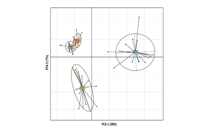 Analyse en composantes principales (ACP) de l’abondance relative des populations bactériennes au sein des communautés microbiennes des boues granulaires aérobies échantillonnées entre le jour 32 et le jour 204 du fonctionnement des réacteurs avec  des eaux usées synthétiques simples (R1), des eaux usées synthétiques complexes (R2), des eaux usées municipales clarifiées (R3) et des eaux usées municipales brutes (R4).