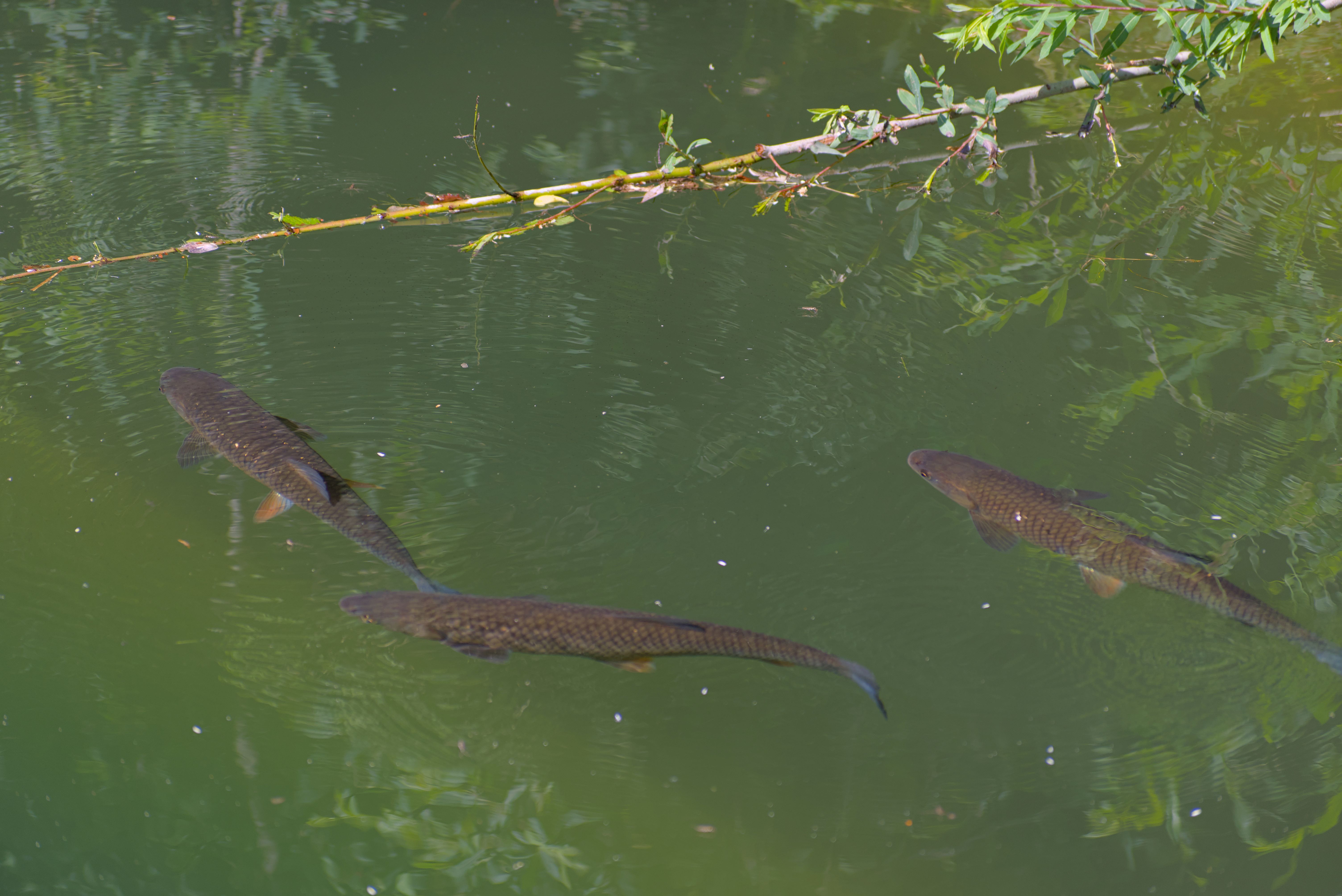 30. August ist nationaler Tag der Fische. Das diesjährige Motto lautet «Wasser ist Leben». Im Bild: Forellen in der Aare. (© AdobeStock)