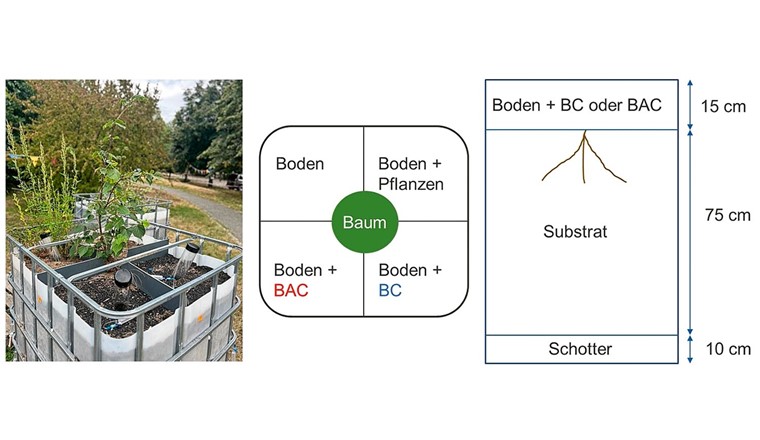 Fig. 4 Pilot-Baumrigole mit verschiedenen Deckschichten von Oberboden mit/ohne Zusatz von BC oder BAC im Masseverhältnis 1:4.