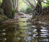 Die meisten Pestizide gelangen sowohl über Abwasserreinigungsanlagen als auch über andere Eintragswege – wie etwa Auswaschung über den Regen – in Fliessgewässer. (© Esther Michel) Die meisten Pestizide gelangen sowohl über Abwasserreinigungsanlagen als auch über andere Eintragswege – wie etwa Auswaschung über den Regen – in Fliessgewässer. (© Esther Michel)