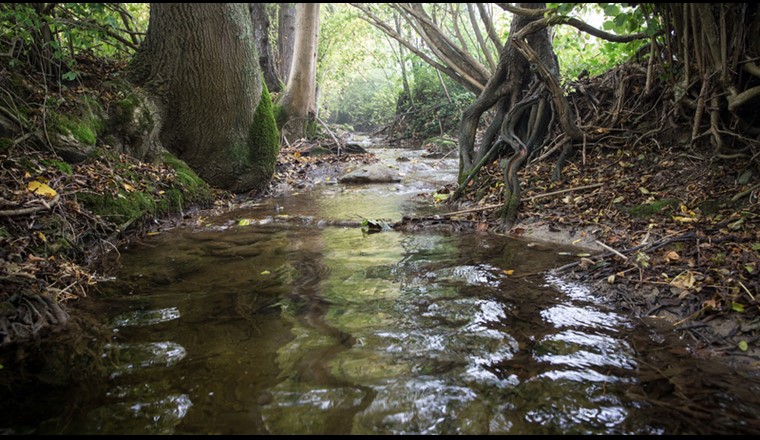 Die meisten Pestizide gelangen sowohl über Abwasserreinigungsanlagen als auch über andere Eintragswege – wie etwa Auswaschung über den Regen – in Fliessgewässer. (© Esther Michel)