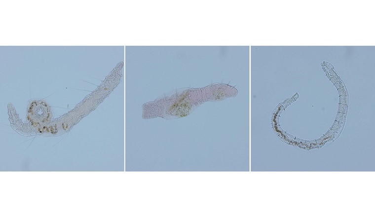 Fig. 1 Taxons d'oligochètes rencontrés dans la matrice poreuse des cours d'eau: Tubificinae sp., Chaetogaster langi et Marionina argentea (de g. à dr.).