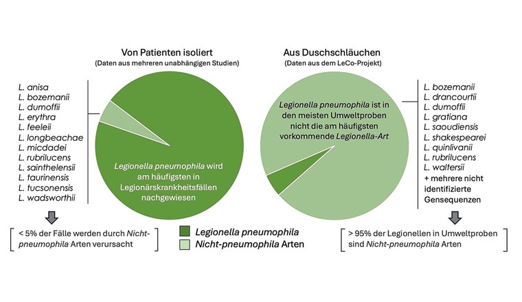 Fig. 2 Comparaison de la répartition des légionelles dans les isolats de patients et les échantillons environnementaux : Alors que L. pneumophila est à l'origine de la plupart des cas de légionellose, ce sont surtout les espèces non-pneumophila qui dominent dans les échantillons environnementaux.
