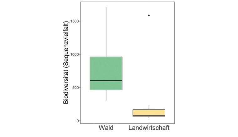 Fig. 3 Nachgewiesene Vielfalt von Grundwasserorganismen bei Quellwasserfassungen im Tösstal im Waldgebiet respektive in landwirtschaftlich intensiv genutzten Gebieten. Die Biodiversität wurde mittels eDNA als Sequenzvielfalt ermittelt [5] und ist ein direktes Mass für die Vielfalt der vorkommenden Organismen.Die Boxen geben den Median (dicke Linie) resp. die 25%- und 75%-Perzentile an.
