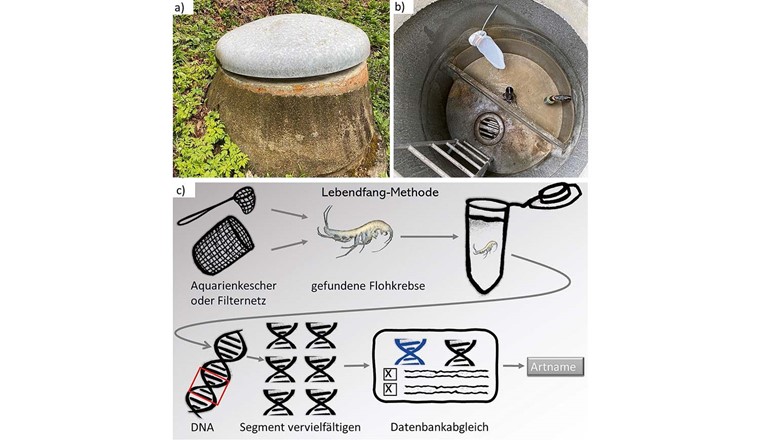 Fig. 2  Oben: Ein Netz am Einlauf der Brunnenstube fängt die ausgeschwemmten Organismen auf. Unten: Schematische Darstellung eines e-DNA-Tests. (© Angela Studer)