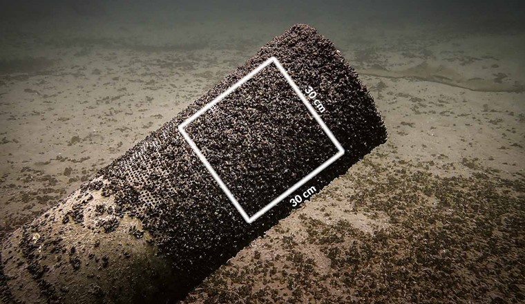 Fig. 2 Crépine (non équipée du système à ultrasons) colonisée – 20 octobre 2024.