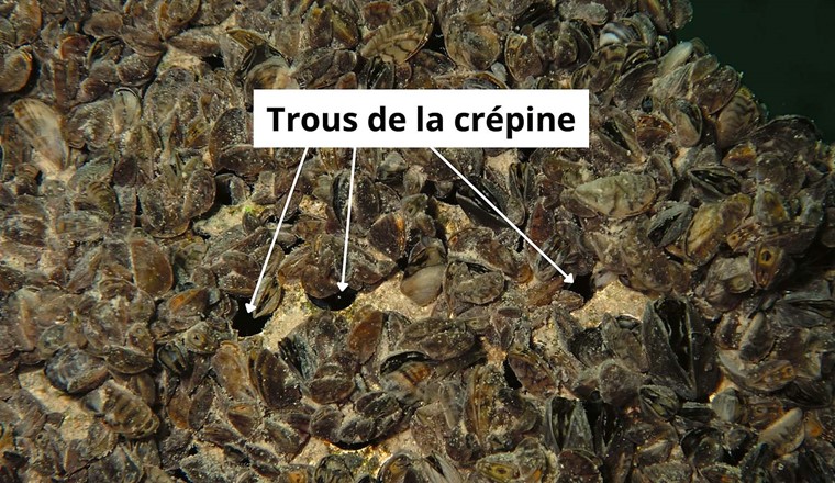 Fig. 3 Détail de la crépine colonisée – 20 octobre 2024.
