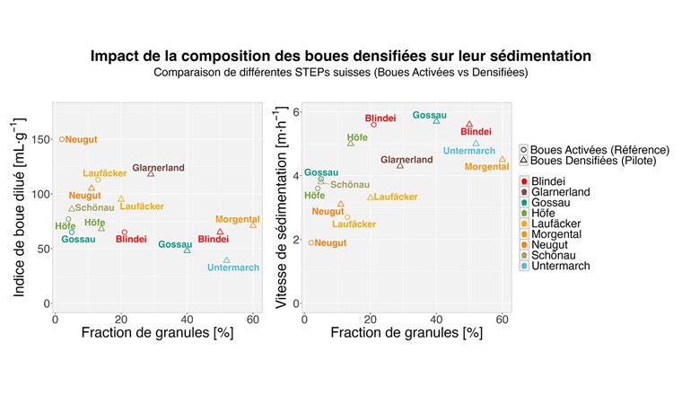 Fig. 3 Einfluss des Granulenanteils auf die Sedimentation von verdichtetem Schlamm: Schlammvolumenindex gemessen nach 30 Minuten (links) und Sedimentationsgeschwindigkeit (rechts). Die Messungen wurden bei 2 gGUS/l durchgeführt.