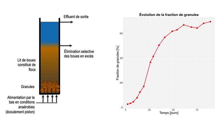 Abb. 6 Konzeptionelle Darstellung der anaeroben Kolbenströmungsbedingungen in einem SBR-Reaktor (links) und Beispiel der erreichten Verdichtung, die in einer Laborstudie an der Eawag mit kommunalem Abwasser aus dem Einzugsgebiet von Dübendorf beobachtet wurde (Doktorarbeit von Mengqi Zhu über den SBR Cyclor® Turbo, Zusammenarbeit zwischen Suez Group und Eawag).