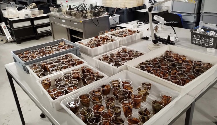 Das Blatt-Buffet für die Flohkrebse im Labor der Eawag. (©: Luke Ireland, Eawag)