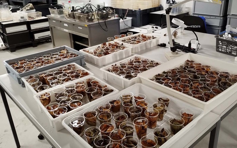 Zeitliche Veränderungen im Laubfall haben Folgen für Flohkrebse