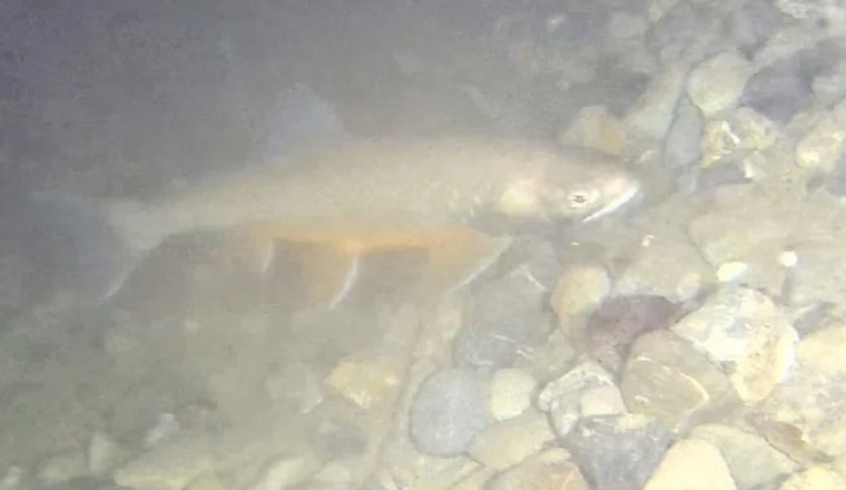 Einer der gesichteten Seesaiblinge im Zürichsee. © ZHAW