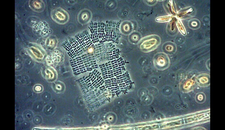 Una specie di cianobatteri: Merismopedia