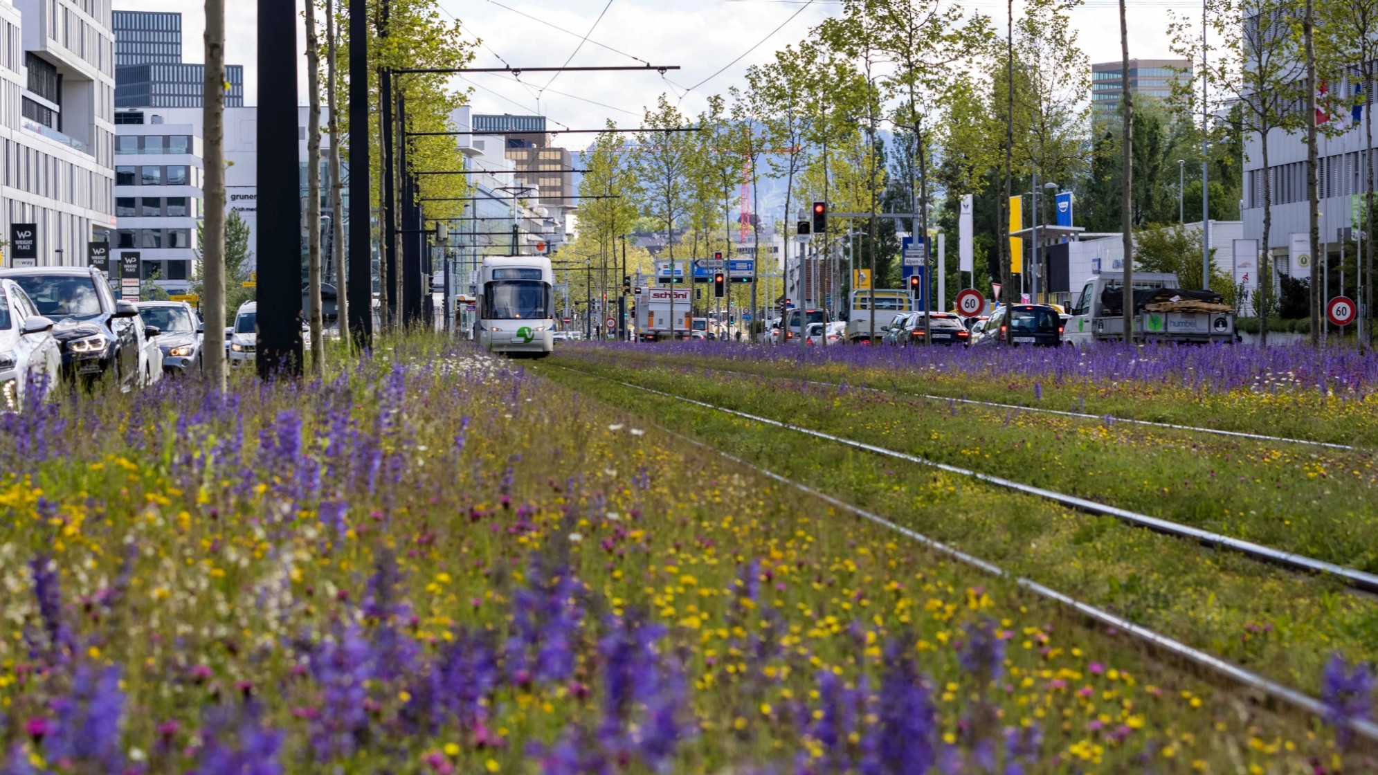 
                        &Ouml;kologische Vernetzung im Siedlungsraum
                    