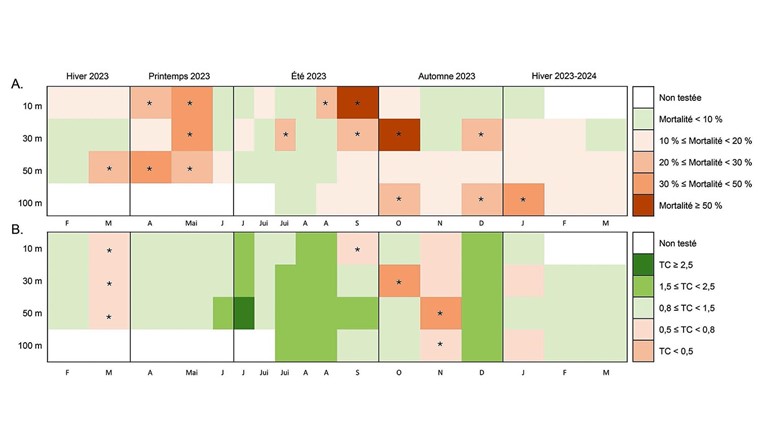 Fig. 4 Suivi du taux de mortalité (A) et du taux de croissance (TC) (B) des ostracodes Heterocypris incongruens exposés 6 jours aux matières en suspension récoltées (bi-) mensuellement de l’hiver 2023 à l’hiver 2024 à 10, 30, 50 et 100 m de profondeur dans des pièges à sédiment. Les astérisques indiquent le dépassement des seuils de toxicité (taux de mortalité supérieur à 20% et taux de croissance relatif au contrôle inférieur au seuil de toxicité de 0,65).