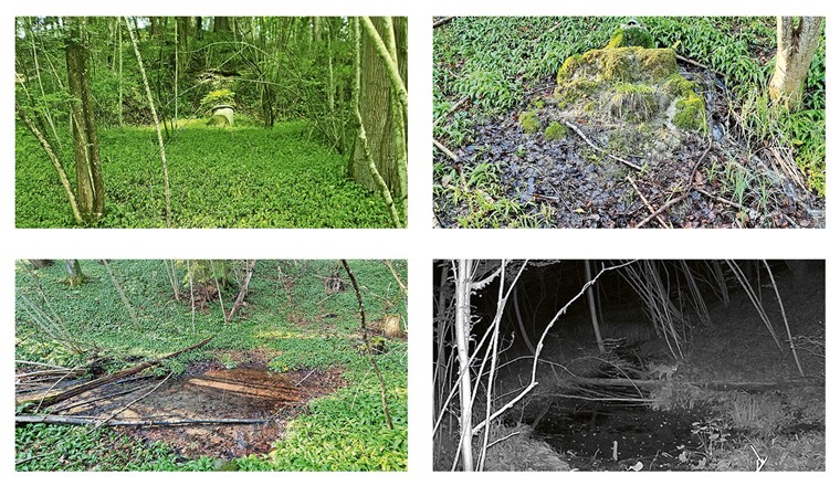 Fig. 1 Quellrevitalisierung im Mettlenwald, Wohlen: a) Ist-Zustand; b) Tuffformation; c) Wiedervernässung im Wald; d) Tiere nutzen die Wasserstelle.