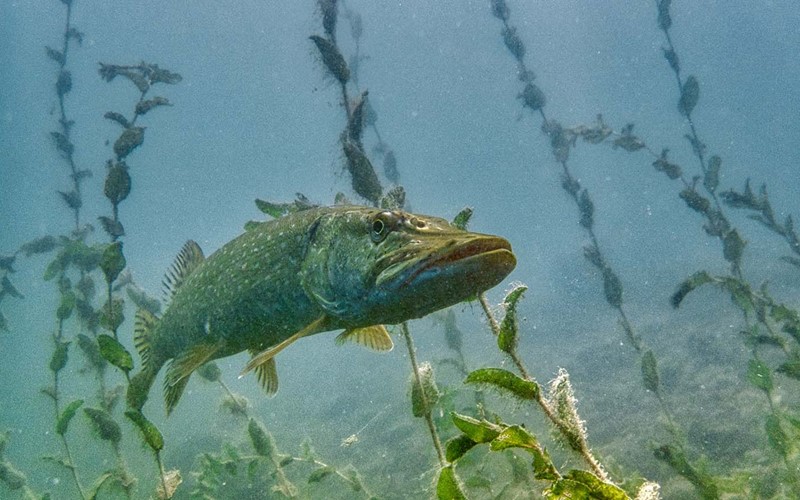 Vermarktungsstopp für Hechte aus Hallwilersee