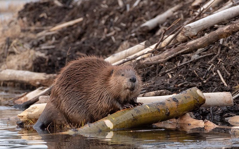 Biber sind laut Studie wertvoll für die Artenvielfalt