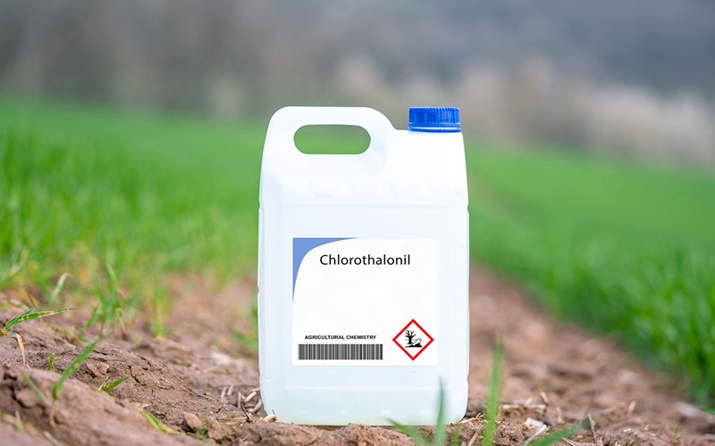 Confermato il divieto dei fungicidi contenenti la sostanza clorotalonil