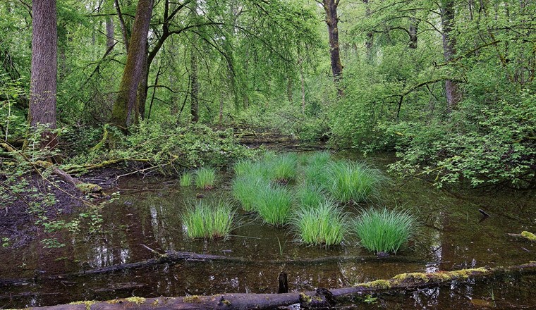Fig. 10 Der Kanton Aargau geht mit konkreten Umsetzungen der Wiedervernässung von Waldstandorten voran. Im Bild eine Wiedervernässung an der Aaremündung. (© Bafumedia, J. Ryser)