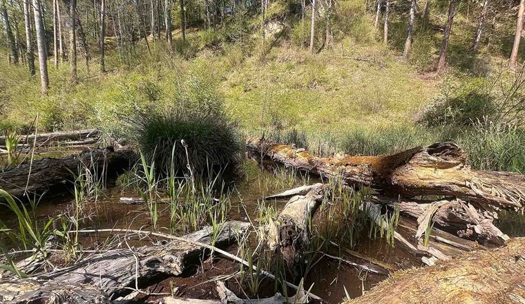 Fig. 3 Waldtümpel im Auenwald an der Thur. Die Reaktivierung von Altarmen und Auen führt zur Anreichung von Grundwasser, zu lokalen Kühlungseffekten und fördert die Biodiversität. (© Georg Odermatt)