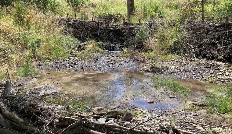 Fig. 2 Künstliche Biberdämme am Uechtgraben in Oberbalm. Diese verlangsamen das Wasser bei Starkniederschlägen, können Trockenperioden abfedern und wertvolle Lebensräume für Amphibien bieten. (© Stefan Hasler)