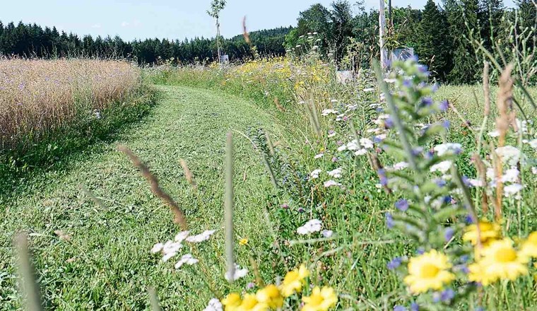 Fig. 1 Agroforst auf dem Katzhof in Richenthal. Agroforstsysteme spenden Schatten, halten den Boden feucht und bremsen den Wind. Dadurch verringern sich Erosion und Abtrag von fruchtbarem Oberboden, während sich zeitgleich der Mehrwert für die Biodiversität erhöht. (© Raphaela Graf)