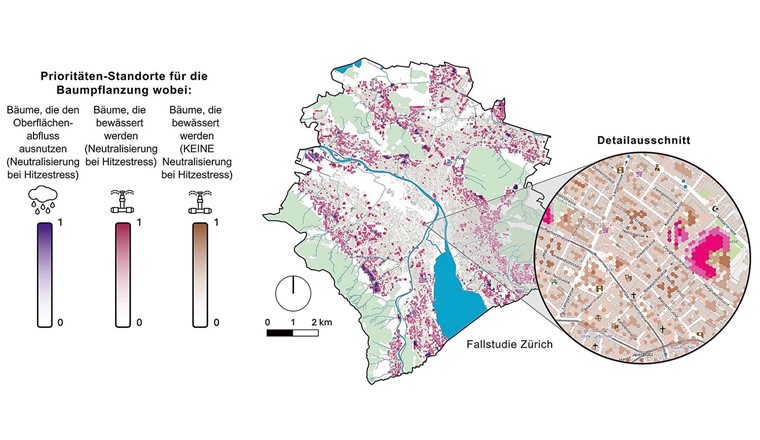 Fig. 5 Carte des priorités indiquant les endroits où il convient de planter et/ou d'arroser des arbres, ainsi que les essences capables de neutraliser le stress thermique (note allant de 0 pour une faible priorité à 1 pour une priorité élevée, d'après Gobatti [8]). Une augmentation ciblée de 5% de la couverture du feuillage des arbres peut neutraliser complètement le stress thermique subi par environ 27'000 (en cas d'utilisation exclusive de l'eau de pluie, couleurs violettes) à 78'000 (en cas d'arrosage, couleurs roses) personnes particulièrement vulnérables. Dans d’autres zones, les arbres et l’irrigation peuvent améliorer le confort thermique sans pour autant neutraliser complètement le stress thermique local (couleurs marron).