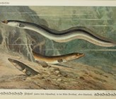 Bis zur Industrialisierung gehörten Aale hierzulande zu den häufigsten Fischen. Danach wurden Rhein, Rhône und Ticino für die Nutzung von Wasserkraft derart verbaut, dass dies das Ende des Aal-Höhenflugs bedeutete. Heute steht der Aal auf der Roten Liste bedrohter Tierarten. (Bild: Quelle & Meyer) Bis zur Industrialisierung gehörten Aale hierzulande zu den häufigsten Fischen. Danach wurden Rhein, Rhône und Ticino für die Nutzung von Wasserkraft derart verbaut, dass dies das Ende des Aal-Höhenflugs bedeutete. Heute steht der Aal auf der Roten Liste bedrohter Tierarten. (Bild: Quelle & Meyer)