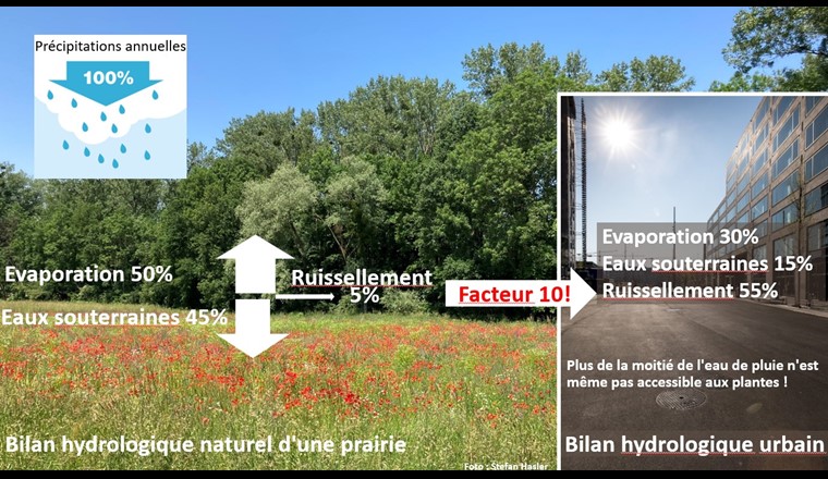L’approche «ville éponge» apporte une plus-value pendant les périodes de sécheresse.