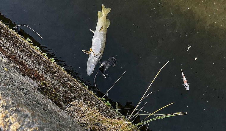 Fischsterben mit toter Ratte in der Spree nach Starkregenereignis in Berlin im Juni 2026. Nicht nur die Stärke des Regens entscheidet: Eine Big-Data-Analyse für Berlin zeigt, dass bereits schwächere Starkregenereignisse die Wasserqualität der Flüsse deutlich beeinträchtigen können, wenn ihnen längere Trockenperioden vorausgehen. © Nasrin Haacke