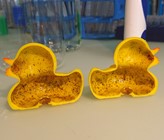 Das Innenleben eines Gummientchens. Bild: Eawag. Das Innenleben eines Gummientchens. Bild: Eawag.