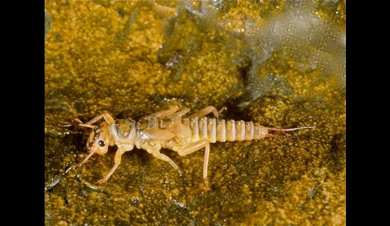Fig. 7 Le larve di plecottero riscontrate nell’Hörlenbach dimostrano che la qualità dell’acqua del ruscello è molto buona. (Foto: waldzeit.ch / J. Forster)
