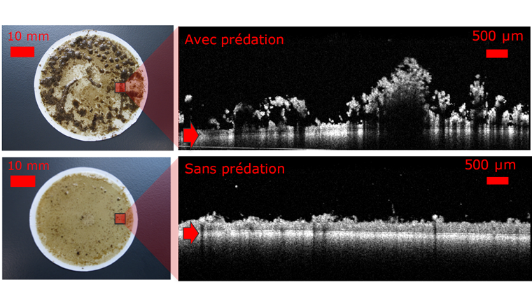 L’utilisation de systèmes composites combinant une couche biologique (le biofilm) supportée par une barrière physique (la membrane) a de multiples avantages pour le traitement des eaux.