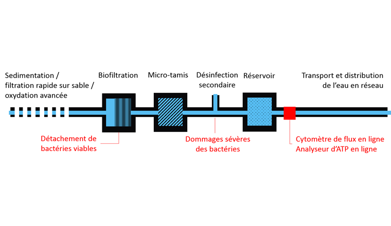 Fig. 1 Schéma des étapes de traitement appliquées dans une usine de traitement d’eau potable aux Pays-Bas. La position des détecteurs microbiologiques en ligne utilisés dans cette étude est indiquée par un carré rouge.