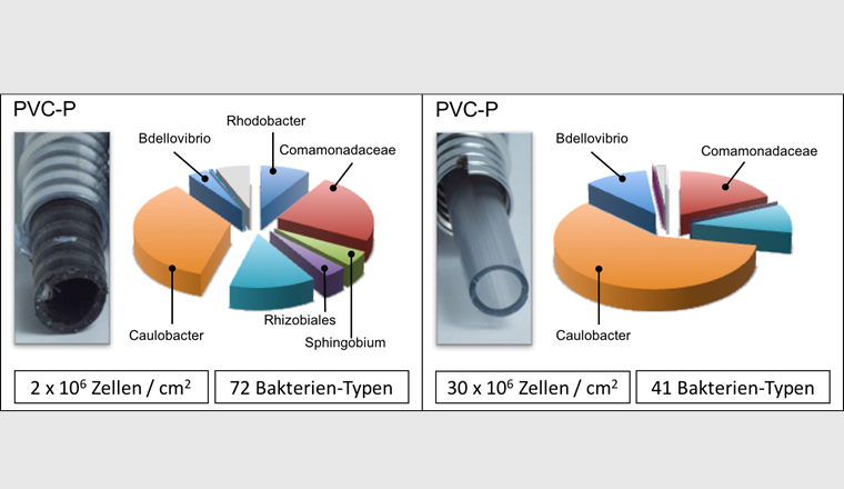 Fig. 1 Unterschiede in der bakteriellen Zusammensetzung von Biofilm-Gemeinschaften, die sich in zwei auf Polyvinylchlorid-basierten, weichen (PVC-P) Duschschlauch-Materialien gebildet haben.