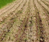 Der Bundesrat soll gemäss einem Postulat, das der Nationalrat überwiesen hat, prüfen, inwieweit in der Schweizer Landwirtschaft auf Glyphosat verzichtet werden kann. Der Bundesrat soll gemäss einem Postulat, das der Nationalrat überwiesen hat, prüfen, inwieweit in der Schweizer Landwirtschaft auf Glyphosat verzichtet werden kann.