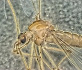 Zuckmücken können bei der biologischen Beurteilung von Gewässern helfen. Foto: UDE Zuckmücken können bei der biologischen Beurteilung von Gewässern helfen. Foto: UDE