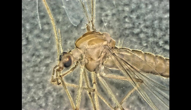 Zuckmücken können bei der biologischen Beurteilung von Gewässern helfen. Foto: UDE