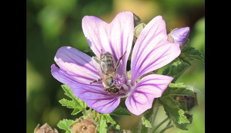 Sogar Bienen gab's im Spätsommer noch auf dem Feld.