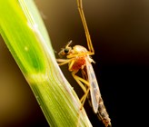 Selbst in der Gemeinen Stechmücke (Culex pipiens) kann man Mikroplastik finden. (Foto: 123rf) Selbst in der Gemeinen Stechmücke (Culex pipiens) kann man Mikroplastik finden. (Foto: 123rf)