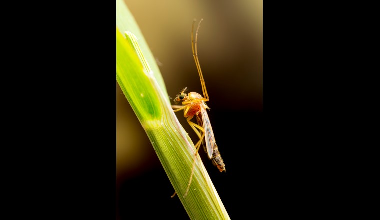 Selbst in der Gemeinen Stechmücke (Culex pipiens) kann man Mikroplastik finden. (Foto: 123rf)