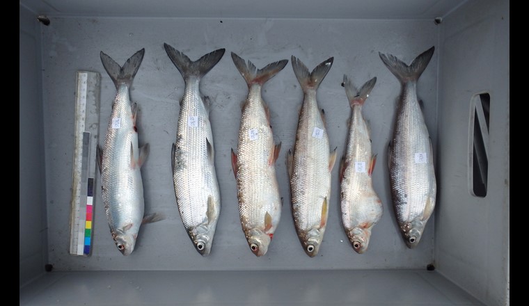 Systematisch gefangene Felchen im Rahmen des «Project Lac».