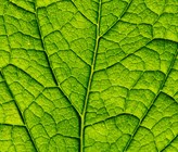Der Natur abgeschaut: Forschende der Universität Zürich haben neuartige Nanopartikel für die künstliche Photosynthese entwickelt. (Foto: 123rf) Der Natur abgeschaut: Forschende der Universität Zürich haben neuartige Nanopartikel für die künstliche Photosynthese entwickelt. (Foto: 123rf)