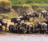 Eine Gnu-Herde durchquert einen Fluss: So gelangen grosse Mengen an Kohlenstoff vom Land ins Gewässer. (Foto: 123rf.com) Eine Gnu-Herde durchquert einen Fluss: So gelangen grosse Mengen an Kohlenstoff vom Land ins Gewässer. (Foto: 123rf.com)